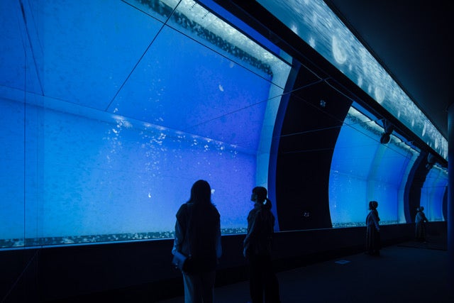 「アクアワールド 茨城県大洗水族館」1万匹のクラゲ大水槽＆サメVR水槽など新展示誕生